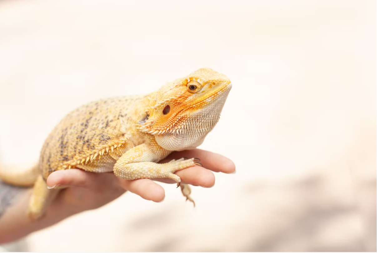 A pet Bearded Dragon